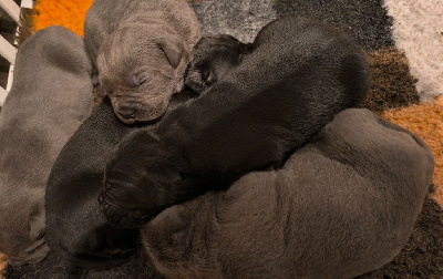 De L'Arche De Woz - Cane Corso - Portée née le 25/10/2024