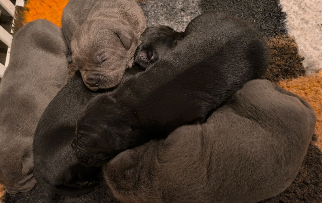 chiot Cane Corso De L'Arche De Woz