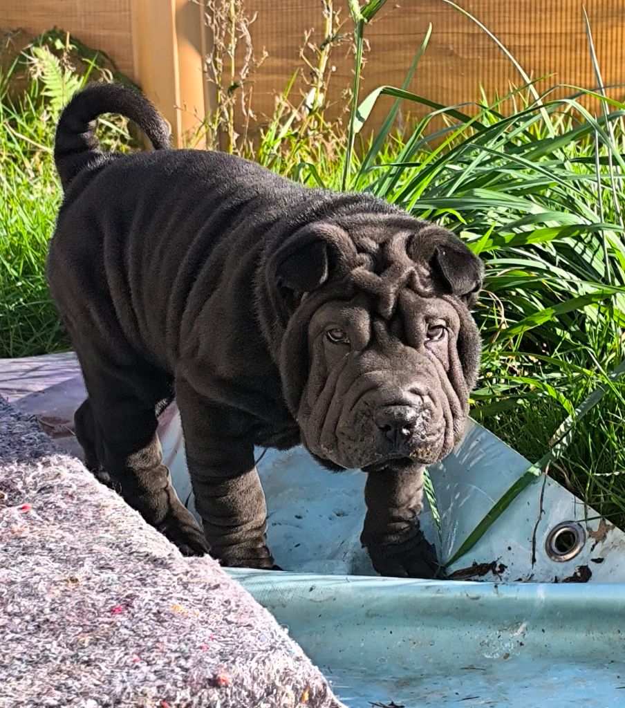 De L'Arche De Woz - Chiot disponible  - Shar Pei